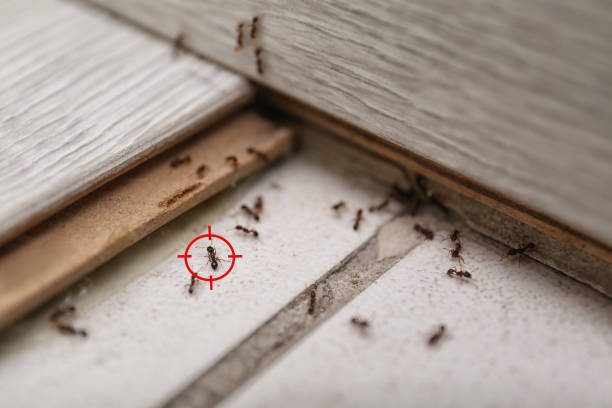 Tenino, WA Pest Control Company