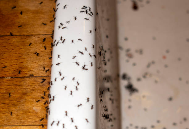 Best Bird Control  in Tenino, WA