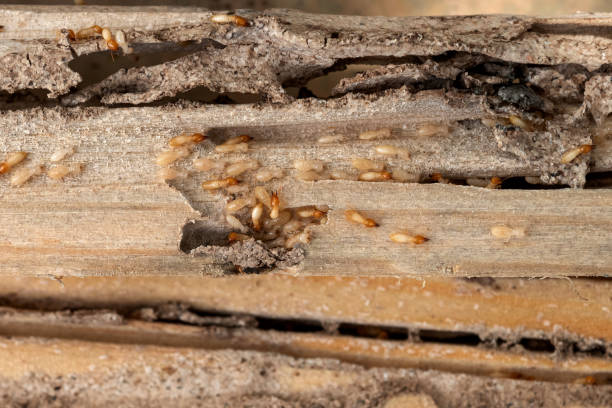 Pest Control Cost in Tenino, WA